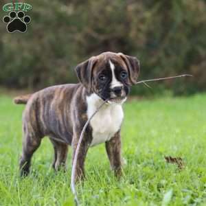 Lacy, Boxer Puppy